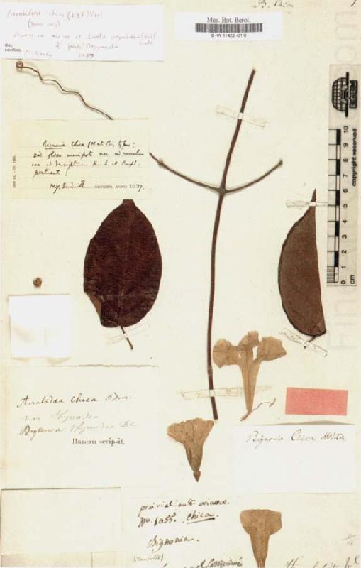 Bignonia chicagoensis Bureau, Alexander von Humboldt